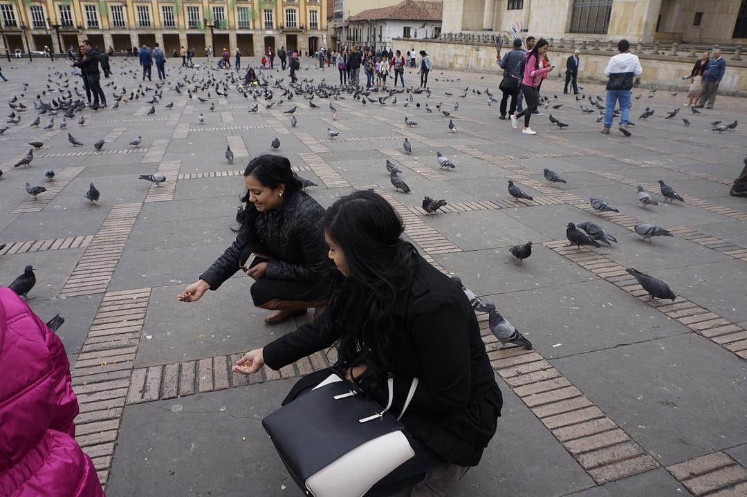 feeding-pigeons